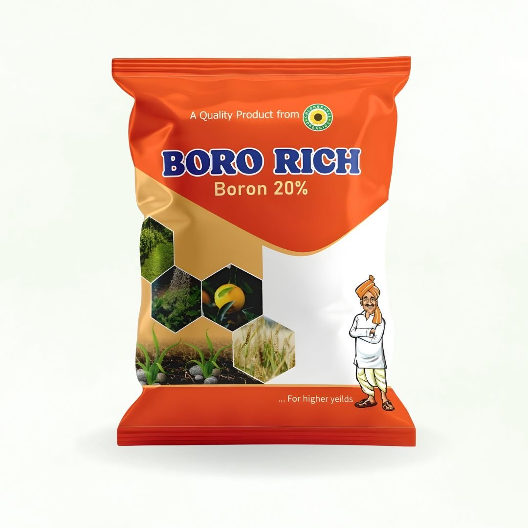 BORO RICH